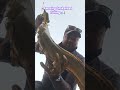 amazing snakehead hunting shorts fishingvideo fish