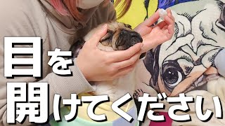 初めての目薬に苦戦するパグと飼い主｜怪我の治療記録｜パグのぺろ吉pug犬｜