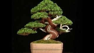 COMO ENTORTAR O TRONCO DO BONSAI PARTE 2