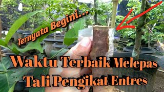 Kapan Tali Pengikat Okulasi/ Sambung Sisip Bisa Dilepas???