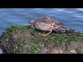 rock sandpiper calidris ptilocnemis