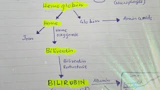 Bilirubin metabolism