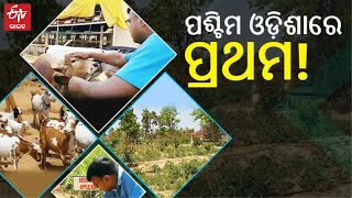 ଚର୍ଚ୍ଚାରେ ସଫଳ ଚାଷୀ ଶୀତିକଣ୍ଠ, ବିଦେଶ ଚାକିରୀ ଛାଡ଼ି ଜନ୍ମମାଟିରେ ଖୋଲିଲେ ଫାର୍ମ ହାଉସ | Sampalpur Farm House