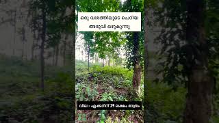 Beautiful Rubber - Coconut Farm | Plantation | Agricultural Plots for Sale | Kozhikode