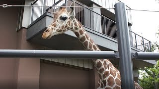 エコチル札幌版9月号「円山動物園だより」今月の動物は、「キリン」