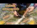 catch mantis prawns