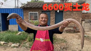 6600買2條罕見大土龍，壹口湯就值500塊！這是有多補啊？