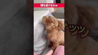 弾を避ける犬w【若い頃は『バーン』をすると倒れてました】 #犬 #dog #トイプードル