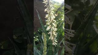 very rare to see snake plant flowers 🌾😍😱#viral #flowers #shorts#youtube #viral#organic gardening