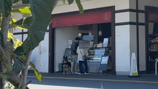 German Shepherd Dog Goes To The Shop To Get Birthday Cake For Mom!