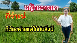 หญ้าหวายนา | จัดการหญ้าหวายหน้าในหน้าฝน | กําจัดหญ้าหวายนาแบบนี้ได้ผลในหน้าฝนลองทำเลย