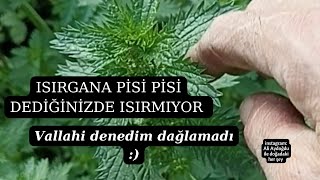 ISIRGANA PİSİ PİSİ DERSEN ISIRMIYIRMUŞ, DENEDİM 🤣. #bigali #çanakkale #biga #Bigalı