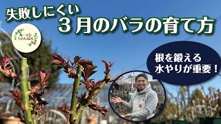 新芽が出てくる3月は「水やり」が超重要です！【バラの育て方解説】