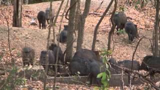 Collared Peccary-Pig-like But Not A Pig