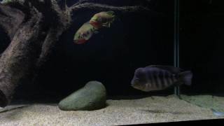 WC Hemichromis Fasciatus pair - Fighting footage