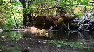 Saving Salmon One Log at a Time