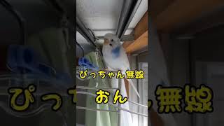 小さな救命士ぴっちゃんです🚑無線おん‼️