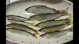 2025年5月21日　長良川鮎ルアー　千鳥橋と鵜飼大橋