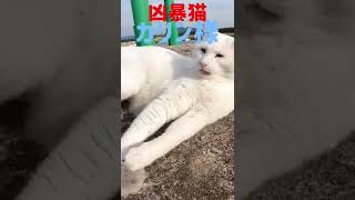 あの凶暴猫のカリン様が大好きなボンボンに甘え声 Ferocious cat #shorts