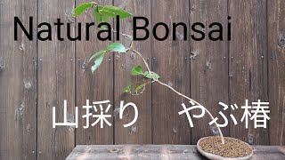 yamasibon＃58　BONSAI/盆栽日記「山採り素材のヤブツバキを針金を使って整姿　改作｣