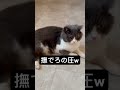 撫でろの圧w 丸顔ぶる スコティッシュフォールド 猫のいる暮らし 猫 猫のいる暮らし 猫動画 猫好きさんと繋がりたい ブリティッシュショートヘア cat cats