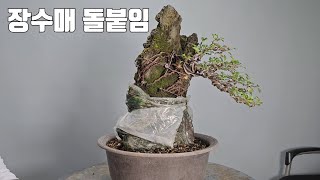 Chaenomeles japonica attached to a stone | Forming operation | BONSAI