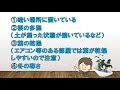 ガジュマルのお手入れ方法と風水効果をプロが解説！