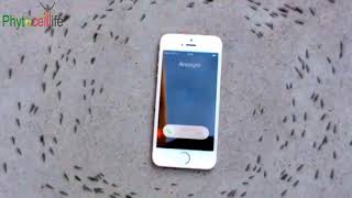 Phytocelllife - How Mobile Phone magnetic waves affect the Ants