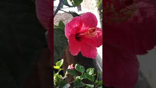 Pink hibiscus flowers #shorts