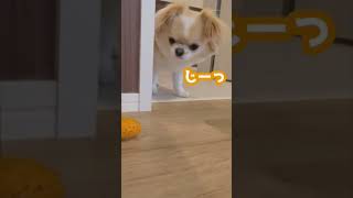 野生に目覚めた恐怖の可愛いチワワw 　#shorts #dog  #cute