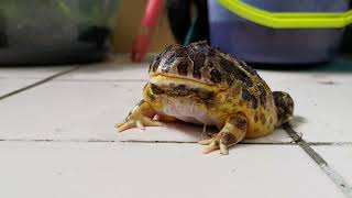 【非洲牛蛙African bullfrog】【角蛙pacman frog】吃脫皮大麥蟲