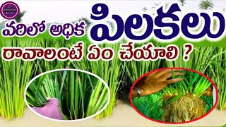 వరిలో అదిక పిలకలు రావడానికి ఏమి చేయాలి#paddy#cotton#chilli