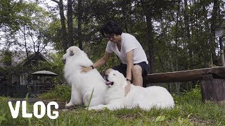 【Vlog】ルンルンは足が少し弱ってきました　Great Pyrenees　グレートピレニーズ