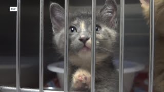 Animal advocates raise concerns after Canyon County shelter deal collapses