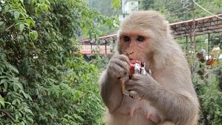 वाह बेटा मौज कर दी। #monkey #monkeys #mojkardi #kgf #viral #shorts #shortsfeed #short #viralshorts