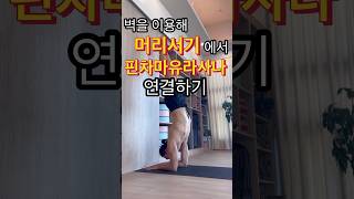 무섭잖아요🥹🥹머리서기에서 핀차마유라로 넘어가기🤔🤔벽을 이용해 안정감이 생기면 더 과감해질 수 있어요 #머리서기 #핀차마유라사나 #히말라야빈야사