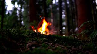 Beautiful Campfire in the Woods | cozy crackling sounds | Burning Fireplace | misty atmosphere