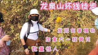 武汉市江夏区龙泉山徒步途中，发现有害植物，加拿大一枝黄花，数量惊人！