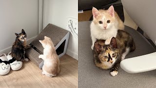 Life Diaries | Finally I adopted a cat! But two kittens!?