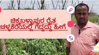 Top Rate, high yield, good quality tomato. heighest pickings,ಹೆಚ್ಚು ಇಳುವರಿ ಹಾಗೂ ಉತ್ತಮ ಗುಣಮಟ್ಟದ ಬೆಳೆ