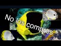 Peces marinos económicos/ cuales si y cuales no comprar