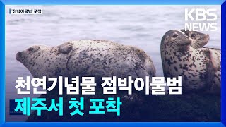 제주서 천연기념물 점박이물범 포착…잠시 서식 추정 / KBS  2022.09.30.