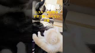 ハスキー犬が好きすぎて離したくない子猫