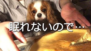 犬よ…深夜２時から作る濃厚チーズケーキやばいね