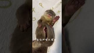 お腹ぽんぽんカワウソ赤ちゃん【baby otter】 #カワウソ #otter