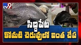 మత్స్యకారునికి చిక్కిన అరుదైన బల్లి చేప || Siddipet - TV9