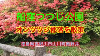 船窪つつじ公園 オンツツジ群落遊歩道散策