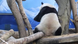 20221027 窩頭擊落突上架 圓仔生氣跳三下(午餐) Giant Panda Yuan Zai