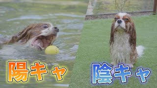 同じキャバリア犬種でも性格が全然違う2ぴきのドッグランの過ごし方