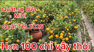 Quất sọ dừa mini để bàn đẹp bán Tết 2025 082 5797666